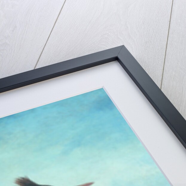 A Pair Great Crested Grebes by a Riverbank by Faustino Durante
