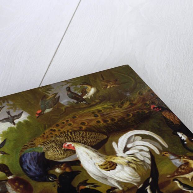The Fable of the Raven with a Peacock, Cockerel, Woodpecker, Jay, Woodcock, and Magpie by Pieter Casteels