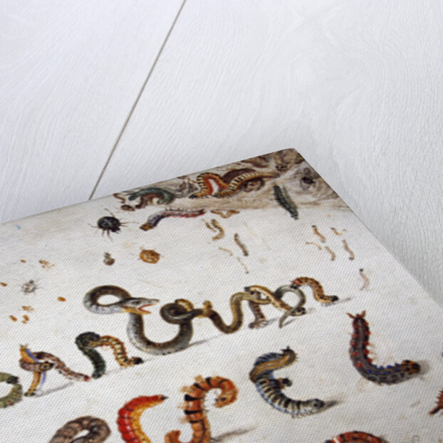 Garden and other spiders, caterpillars spell the artist's name, 1657 by Jan van the Elder Kessel