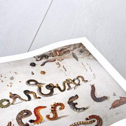 Garden and other spiders, caterpillars spell the artist's name, 1657 by Jan van the Elder Kessel