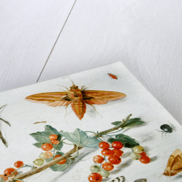A sprig of redcurrants with an elephant hawk moth, a magpie moth and other insects, 1657 by Jan van the Elder Kessel