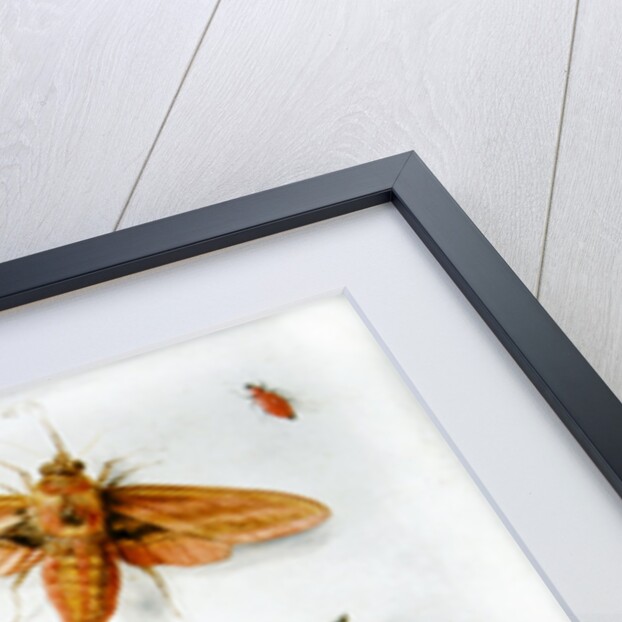 A sprig of redcurrants with an elephant hawk moth, a magpie moth and other insects, 1657 by Jan van the Elder Kessel