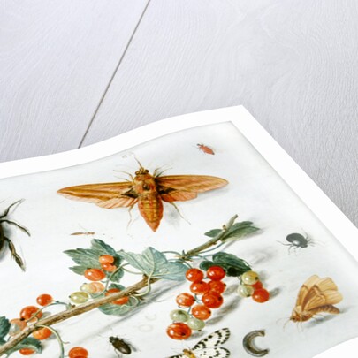 A sprig of redcurrants with an elephant hawk moth, a magpie moth and other insects, 1657 by Jan van the Elder Kessel