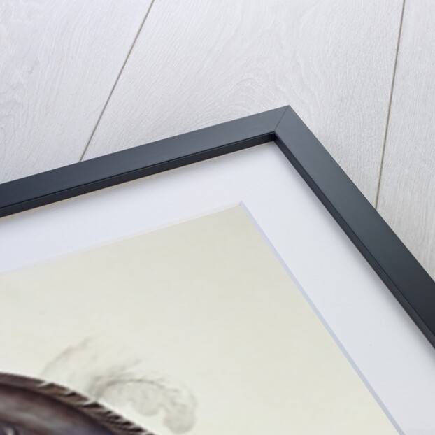 Pica Erythrorhyncha by Elizabeth Gould