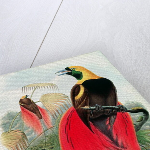 Bird of Paradise by John & Hart William Gould