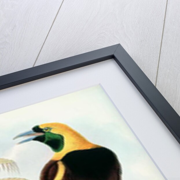 Bird of Paradise by John & Hart William Gould