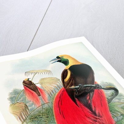 Bird of Paradise by John & Hart William Gould