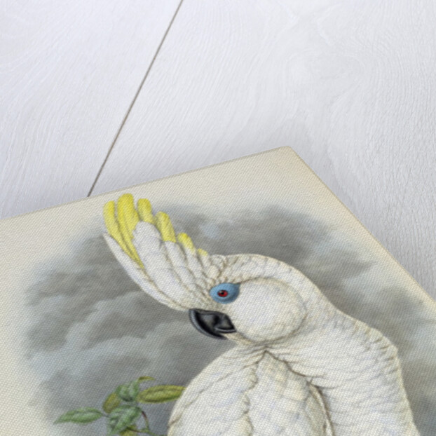 Blue-Eyed Cockatoo by William Hart