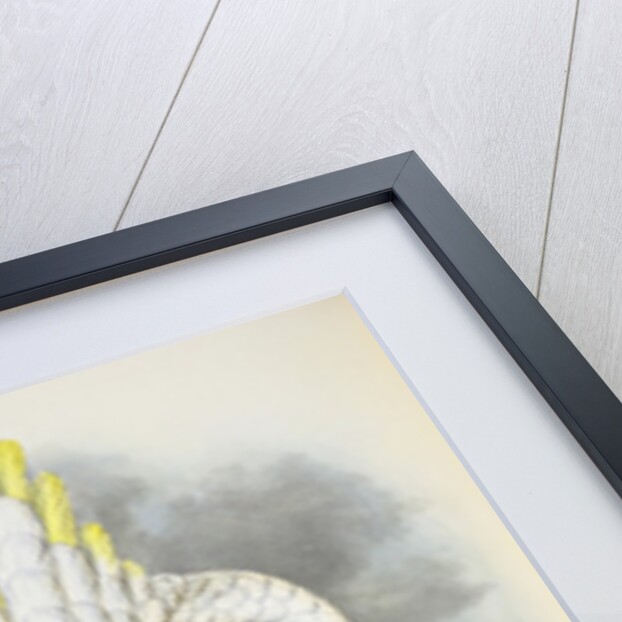 Blue-Eyed Cockatoo by William Hart