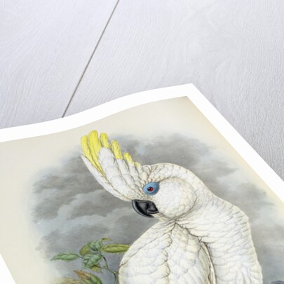 Blue-Eyed Cockatoo by William Hart