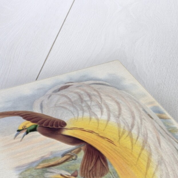Bird of Paradise by John & Hart William (1823-1894) (after) Gould