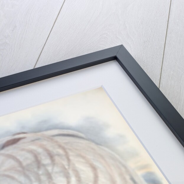 Bird of Paradise by John & Hart William (1823-1894) (after) Gould