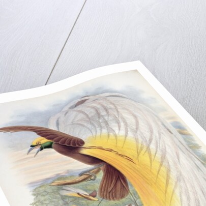 Bird of Paradise by John & Hart William (1823-1894) (after) Gould