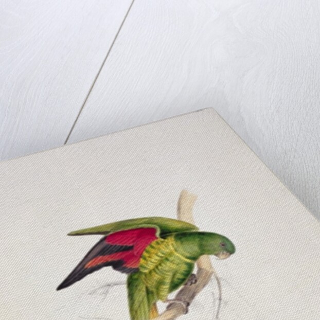 Maton's Parakeet by Edward Lear