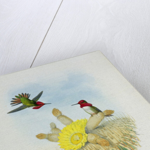 Humming Bird by John & Richter Henry Constantine (1821-1902) (after) Gould