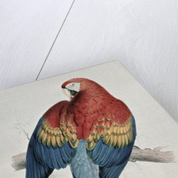 Red and Yellow Macaw by Edward Lear