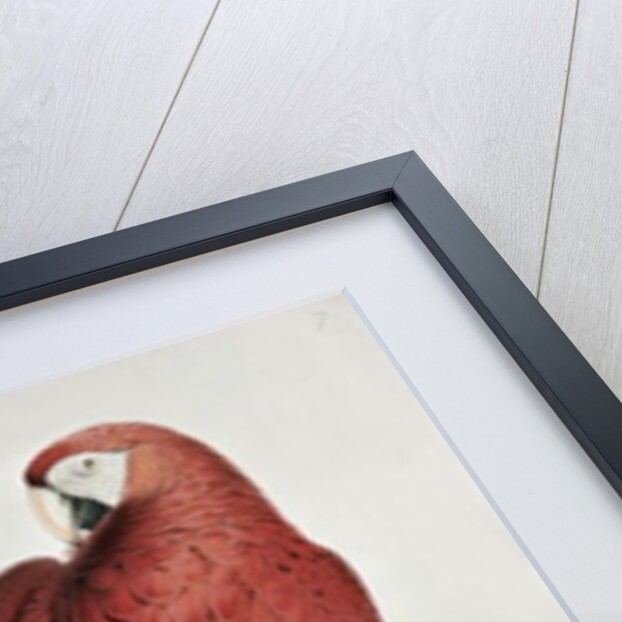 Red and Yellow Macaw by Edward Lear