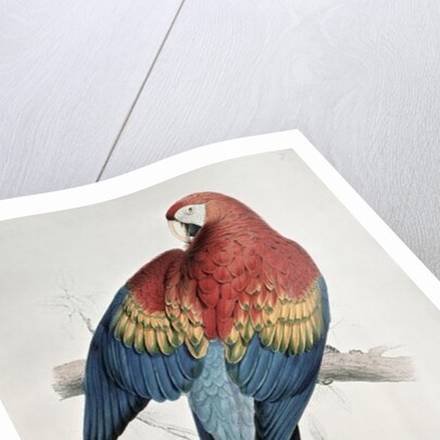 Red and Yellow Macaw by Edward Lear