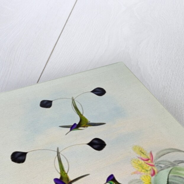 Hummingbird by John & Richter Henry Constantine Gould