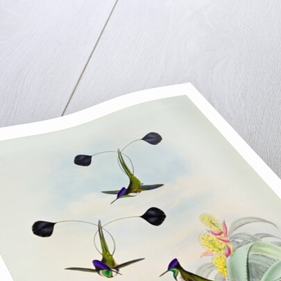 Hummingbird by John & Richter Henry Constantine Gould