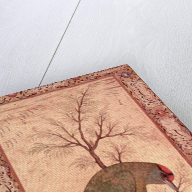 A Barbet Jahangir Period, Mughal, 1615 by Mansur