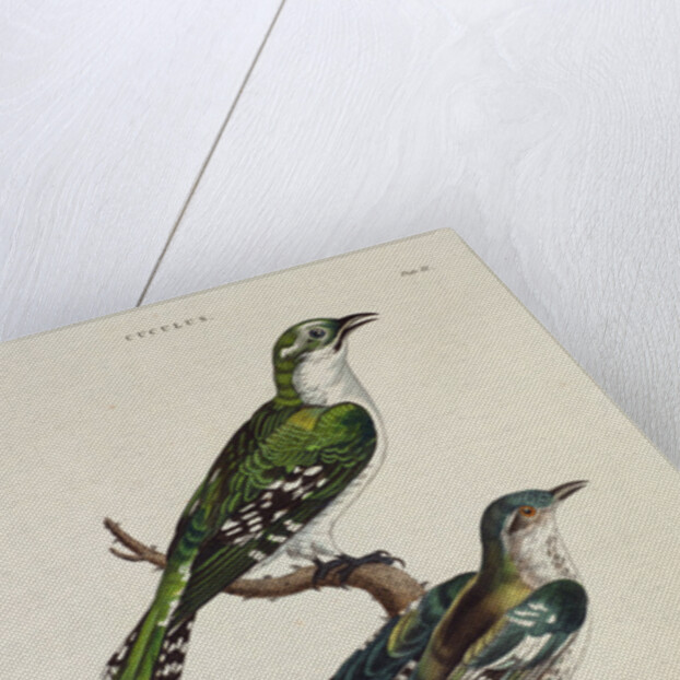 Gilded Cuckoo, Male and Female by English School