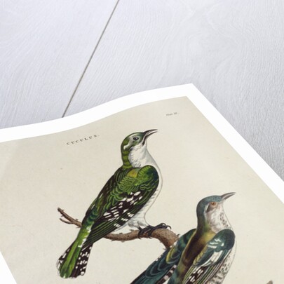 Gilded Cuckoo, Male and Female by English School