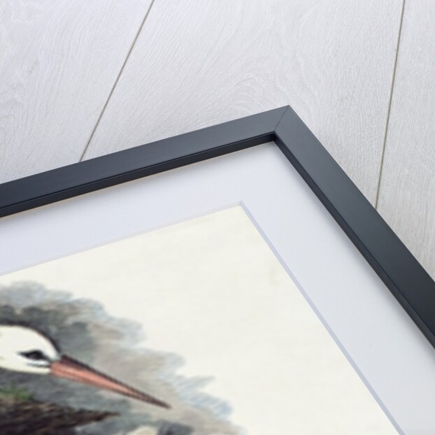 White Stork by English School