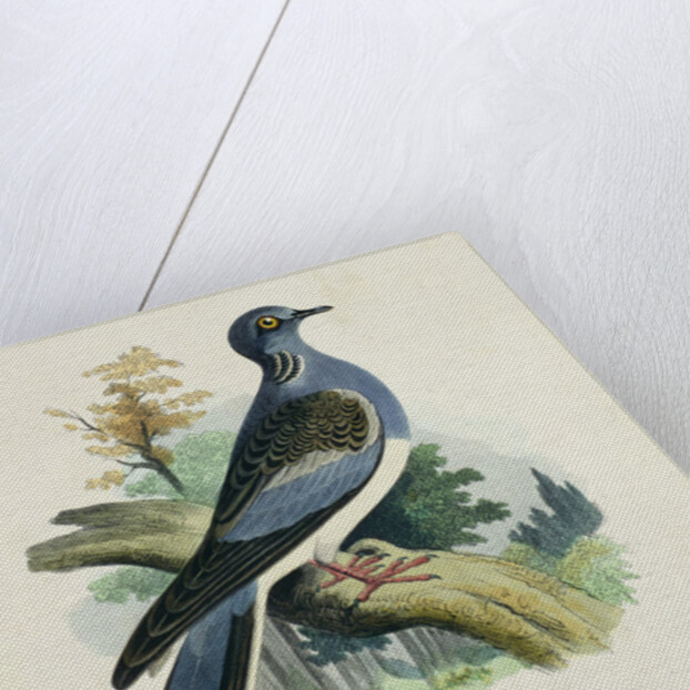 Turtle-Dove by English School