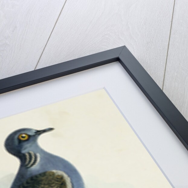 Turtle-Dove by English School