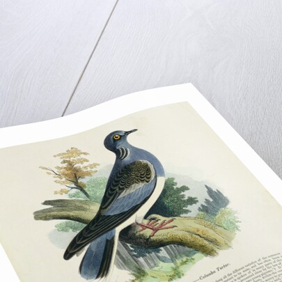 Turtle-Dove by English School