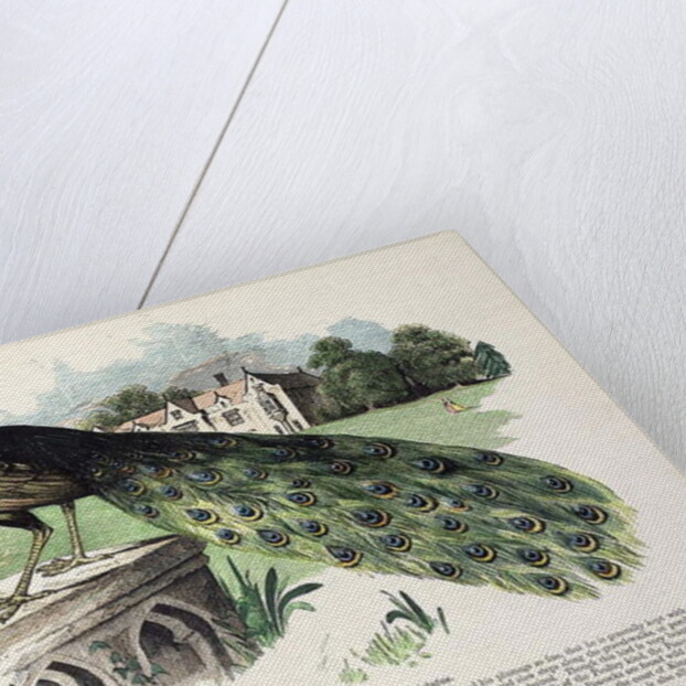 Peacock by English School