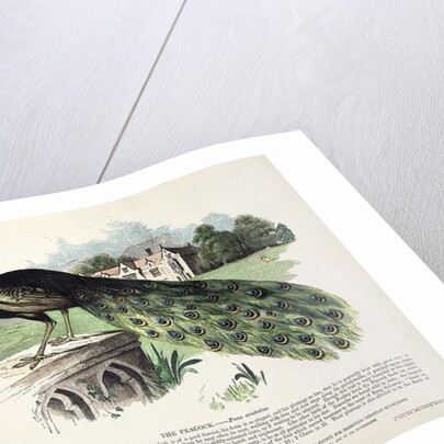 Peacock by English School