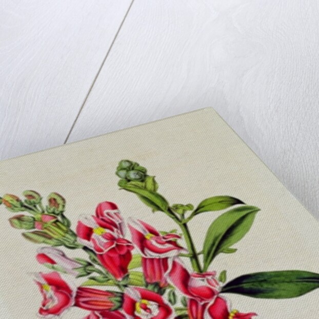 Snapdragon: Antirrhinum magus, in 'Horto Van Houtteano', c.1860 by Anonymous