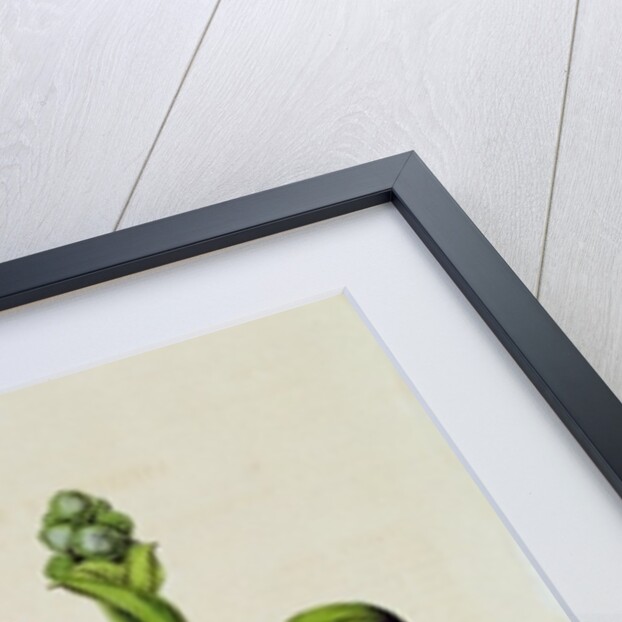 Snapdragon: Antirrhinum magus, in 'Horto Van Houtteano', c.1860 by Anonymous