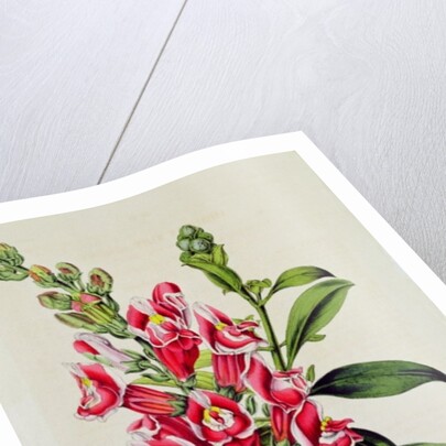 Snapdragon: Antirrhinum magus, in 'Horto Van Houtteano', c.1860 by Anonymous