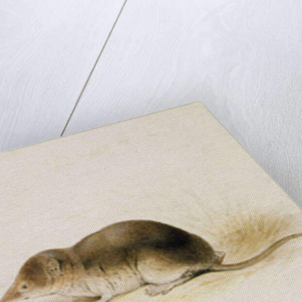 Shrews by Edward Lear