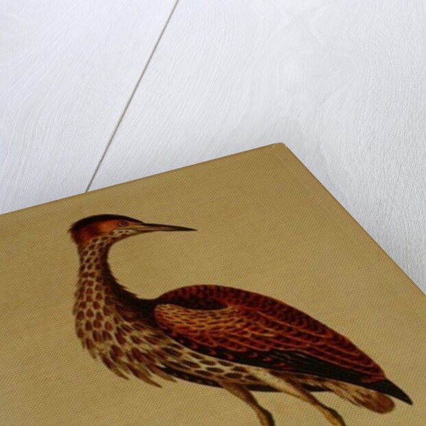 Bittern from Hudson's Bay, 1748 by George Edwards