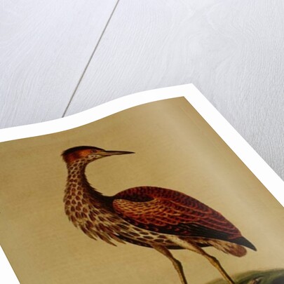 Bittern from Hudson's Bay, 1748 by George Edwards