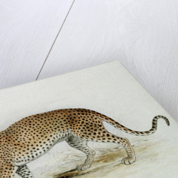 The Leopard by Edward Lear