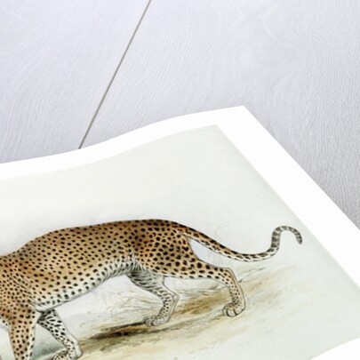 The Leopard by Edward Lear