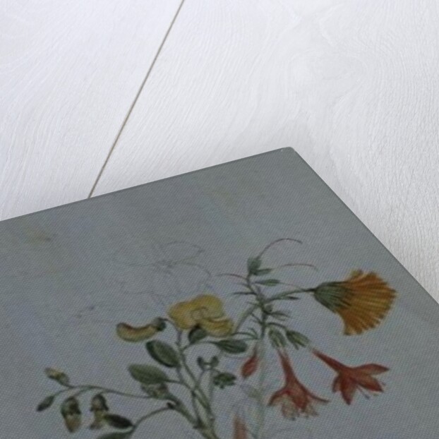 Broom and Marigolds by Caroline Louisa Meredith