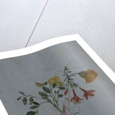 Broom and Marigolds by Caroline Louisa Meredith