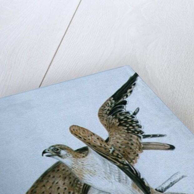 Birds of Prey, 19th century by Caroline Louisa Meredith