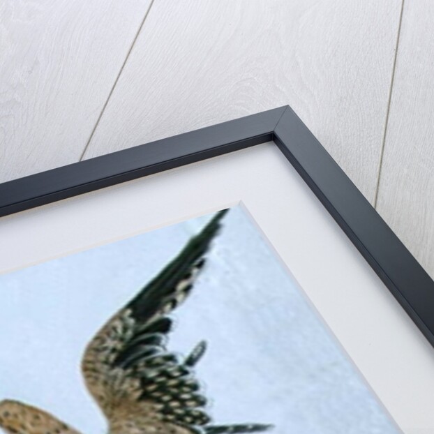 Birds of Prey, 19th century by Caroline Louisa Meredith