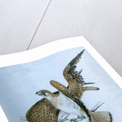 Birds of Prey, 19th century by Caroline Louisa Meredith