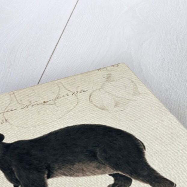 Drawing of an Asiatic Black Bear, 'Ursus Tibetanus' by Anonymous