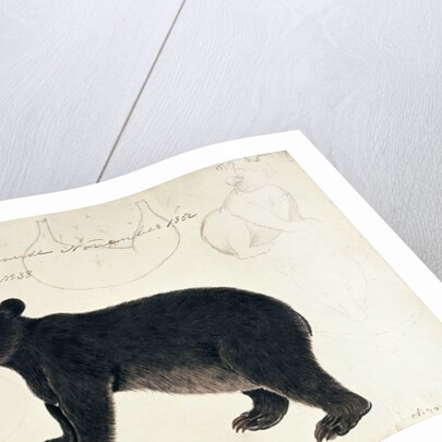 Drawing of an Asiatic Black Bear, 'Ursus Tibetanus' by Anonymous