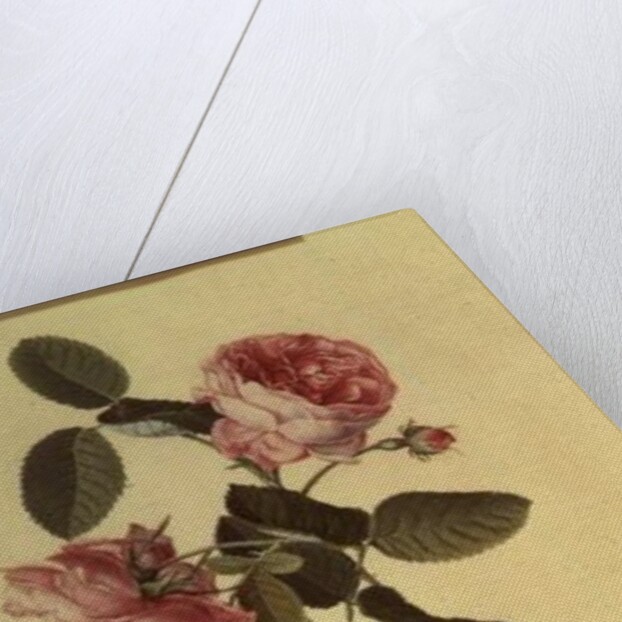 The Common Provence Rose by Georg Dionysius Ehret