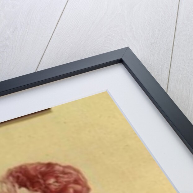 The Common Provence Rose by Georg Dionysius Ehret